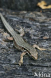 Wall Lizard (Podarcis muralis)