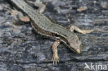 Wall Lizard (Podarcis muralis)