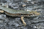 Wall Lizard (Podarcis muralis)