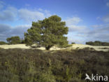 National Park Drents-Friese Wold