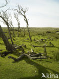 Nationaal Park Duinen van Texel