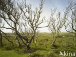 National Park Duinen van Texel