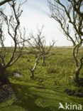 Nationaal Park Duinen van Texel