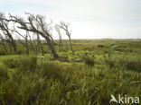 National Park Duinen van Texel