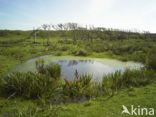 Nationaal Park Duinen van Texel