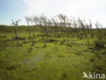 National Park Duinen van Texel