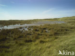 Nationaal Park Duinen van Texel 