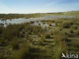 Nationaal Park Duinen van Texel 