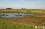 Nationaal Park Oosterschelde