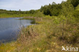 Naturpark Feldberger Seenlandschaft