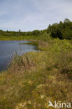 Naturpark Feldberger Seenlandschaft