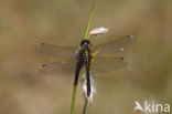 Oostelijke witsnuitlibel (Leucorrhinia albifrons) 