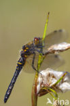 Oostelijke witsnuitlibel (Leucorrhinia albifrons) 