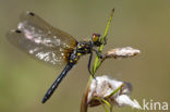 Oostelijke witsnuitlibel (Leucorrhinia albifrons) 