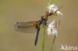 Oostelijke witsnuitlibel (Leucorrhinia albifrons) 