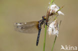 Oostelijke witsnuitlibel (Leucorrhinia albifrons) 