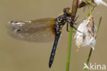 Oostelijke witsnuitlibel (Leucorrhinia albifrons) 