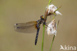 Oostelijke witsnuitlibel (Leucorrhinia albifrons) 