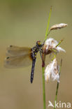 Oostelijke witsnuitlibel (Leucorrhinia albifrons) 