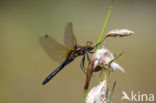 Oostelijke witsnuitlibel (Leucorrhinia albifrons) 