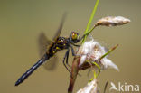 Oostelijke witsnuitlibel (Leucorrhinia albifrons) 