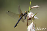 Oostelijke witsnuitlibel (Leucorrhinia albifrons) 