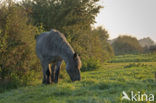 Paard (Equus spp)