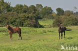 Paard (Equus spp)