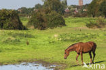 Paard (Equus spp)