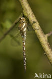 Migrant Hawker (Aeshna mixta)