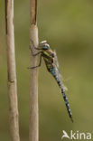 Paardenbijter (Aeshna mixta)