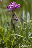 Pedicularis rosea subsp. allionii