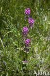 Pedicularis rosea subsp. allionii