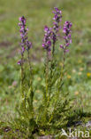 Pedicularis rostratospicata subsp. helvetica