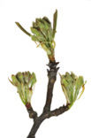 Peer (Pyrus aucuparia)