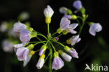 Pinksterbloem (Cardamine pratensis)