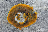 Platte citroenkorst (Caloplaca aurantia)
