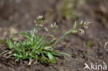 Poa badensis