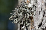 Purper geweimos (Pseudevernia furfuracea)