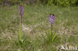 Lady Orchid (Orchis purpurea)