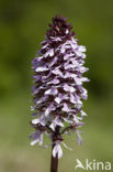 Lady Orchid (Orchis purpurea)