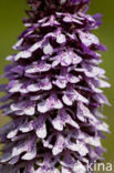 Lady Orchid (Orchis purpurea)