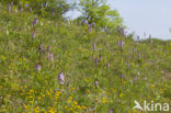 Lady Orchid (Orchis purpurea)