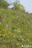 Lady Orchid (Orchis purpurea)