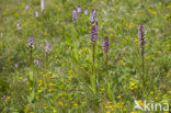 Lady Orchid (Orchis purpurea)