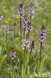 Lady Orchid (Orchis purpurea)