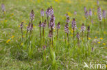 Lady Orchid (Orchis purpurea)