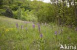 Lady Orchid (Orchis purpurea)