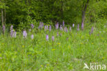 Lady Orchid (Orchis purpurea)