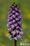 Lady Orchid (Orchis purpurea)